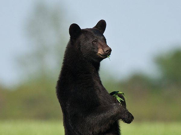 Mammalogy